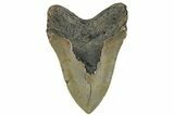 Serrated, Fossil Megalodon Tooth - North Carolina #258063-1